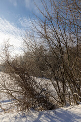 Fototapeta premium freshly fallen white cold snow in nature