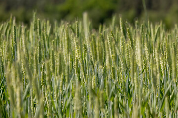 a field with green wheat in sunny weather