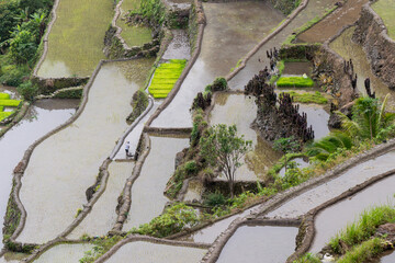 Rice terraces in the Far East. Rice cultivation using traditional methods for 2000 years.