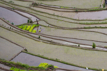 Rice terraces in the Far East. Rice cultivation using traditional methods for 2000 years.