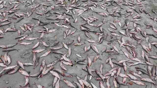 Tenualosa Ilisha is a favorite food fish of the Indian subcontinent. Rotten hilsa fish extracted from the sea are left in the sea sand at Sundarbans.