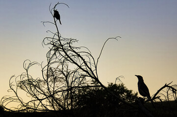 Two birds on the branches of a leafless bush, silhouetted against the evening sky. Red wattlebird...