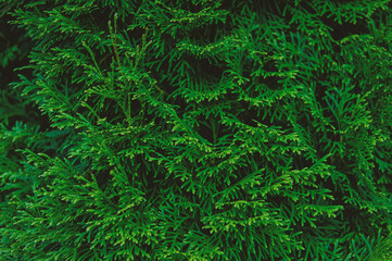 Abstract nature background with evergreen plant leaves of thuja
