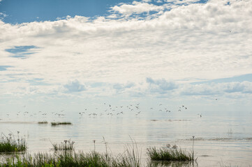 Beautiful landscape with lake, cloudy blue sky and flying flock of birds - Powered by Adobe