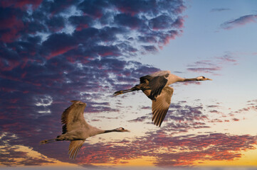 Common Crane in flight during migration
