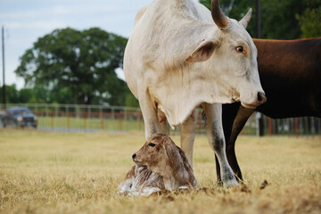 Brahman cow with calf laying in Texas farm field, copy space on background for calving concept in agriculture. - 753885095