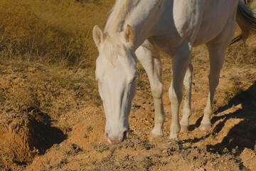 White horse closeup in arid Texas landscape on farm. - 753885225
