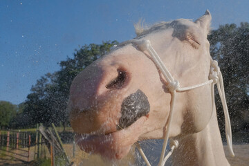 White horse getting bath with water over face closeup for animal care on farm. - 753885245