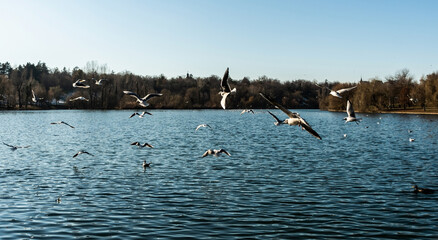 Tineretului park from Bucharest, winter day, Romania.