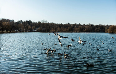 Tineretului park from Bucharest, winter day, Romania.