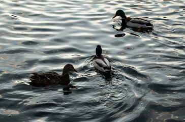 Wild ducks swimming in the lake