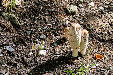 Coprinus comatus, commonly known as the shaggy ink cap, lawyer's wig, or shaggy mane, is a common fungus often seen growing on lawns, along gravel roads and waste areas.