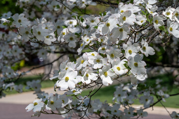 White flowering dogwood blossoms