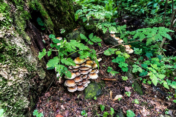 Hypholoma fasciculare, commonly known as the sulphur tuft or clustered woodlover, is a common...