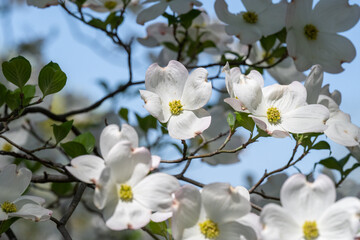 White flowering dogwood blossoms