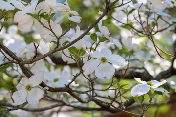 White flowering dogwood blossoms