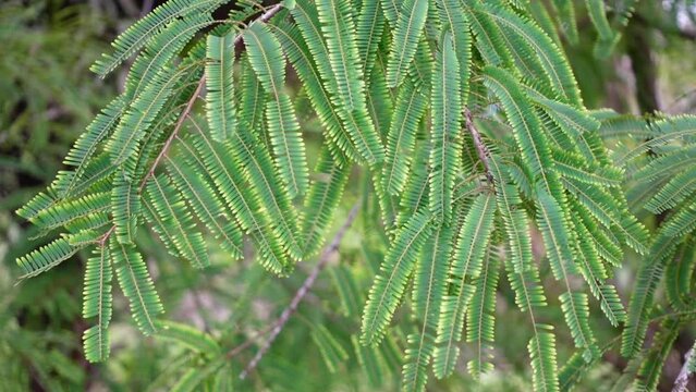 Green leaves of Phyllanthus emblica fruit tree, also called Indian Gooseberry.