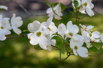 White flowering dogwood blossoms