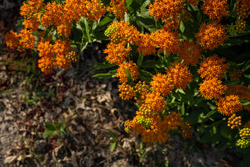 orange butterfly milkweed flower