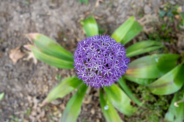 purple giant Allium Globe flower