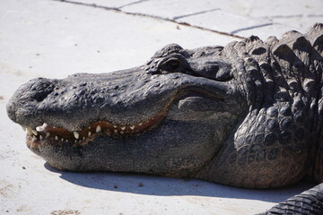 Close-Up vom Maul eines Alligators