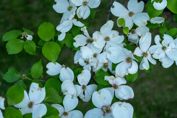 White flowering dogwood blossoms
