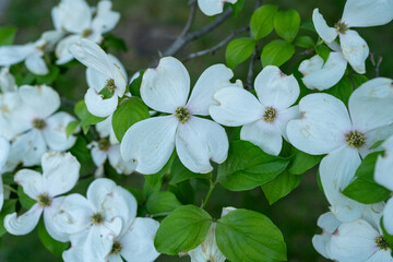 White flowering dogwood blossoms