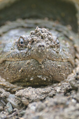 Portrait of a Snapping Turtle in the sud