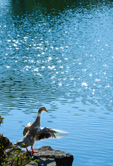 Serene Waterfront: Duck Spreading Its Wings