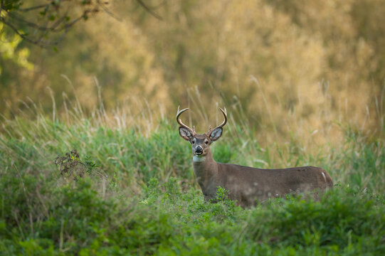 M&acirc;le White-Tailed Deer in fera