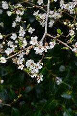 Cherry tree blossoms in bloom on flowering trees, close-up of flowers in springtime