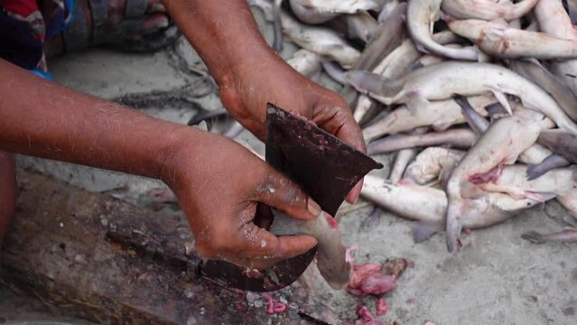 A worker cleaning and cutting sea baby shark fish to dry and sell in the market.