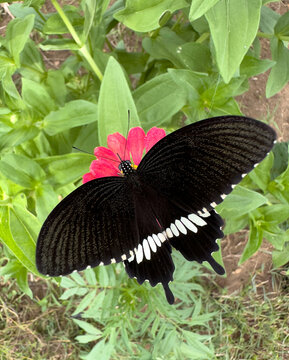 Looking Down on a Common Mormon Butterfly