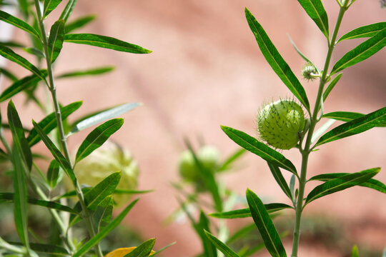 Close-up special prickly-fruited plant