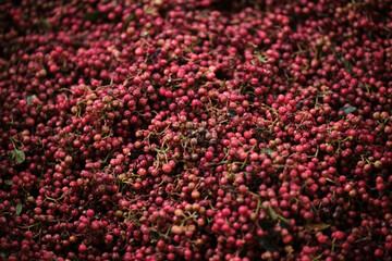Closeup of freshly picked red peppercorns
