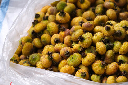 Closeup of freshly picked prickly pears
