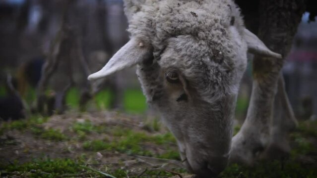 a beautiful sheep grazing slow motion