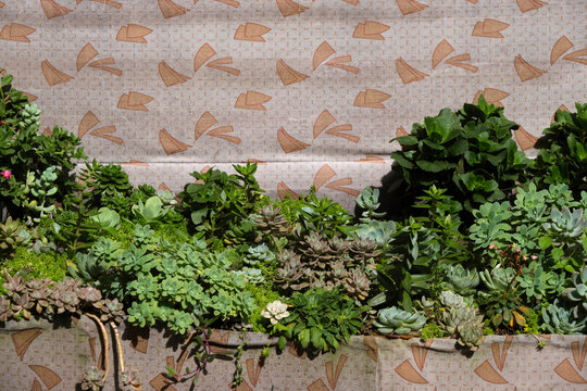 Closeup old vintage sofa full of succulents