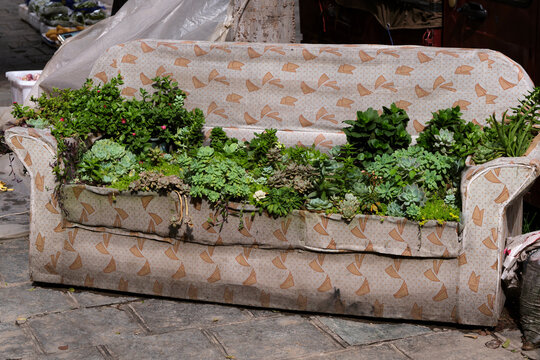 Closeup old vintage sofa full of succulents