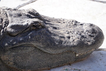 Alligator Close-Up