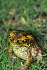 Plan serré de la tête et des yeux du crapaud Rhinella marina, batracien aux moeurs nocturnes et...