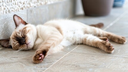  a brown and white cat laying on the floor next to a wall and a potted plant in the background.