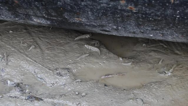 View of some mudskipper moving through saltwater mud.