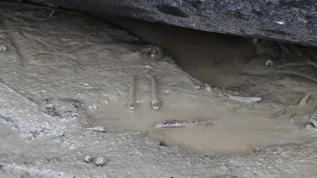 View of some mudskipper moving through saltwater mud.