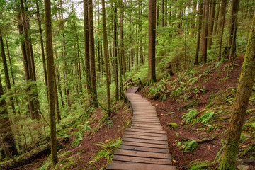 Wooden pathway in lush green rain forest.