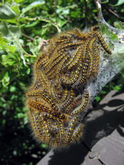 Group of Pine Processionary - Thaumetopoea pityocampa - Victoria - Vancouver island - British Columbia - Canada