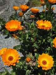 Orange daisy flower - Victoria - Vancouver island - British Columbia - Canada