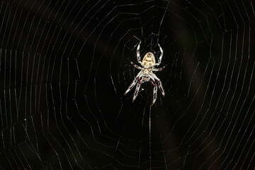 Araignée au nom de Eriophora transmarina. Individu sur sa toile prise face ventrale sur fond noir.
