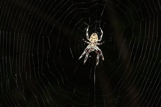 Araign&eacute;e au nom de Eriophora transmarina. Individu sur sa toile prise face ventrale sur fond noir.