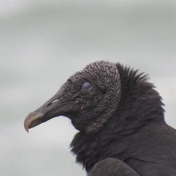 close up of a vulture - Coragyps atratus